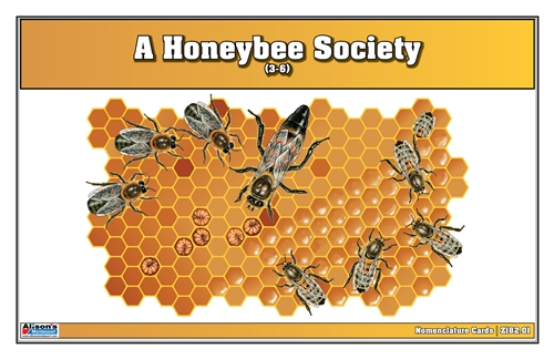 A Honeybee Society Nomenclature Cards (3-6) (Printed)