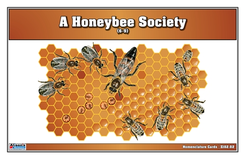 A Honeybee Society Nomenclature Cards (6-9) (Printed)