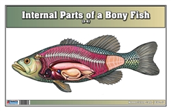  Internal Parts of a Bony Fish Nomenclature Cards (3-6) (Printed)