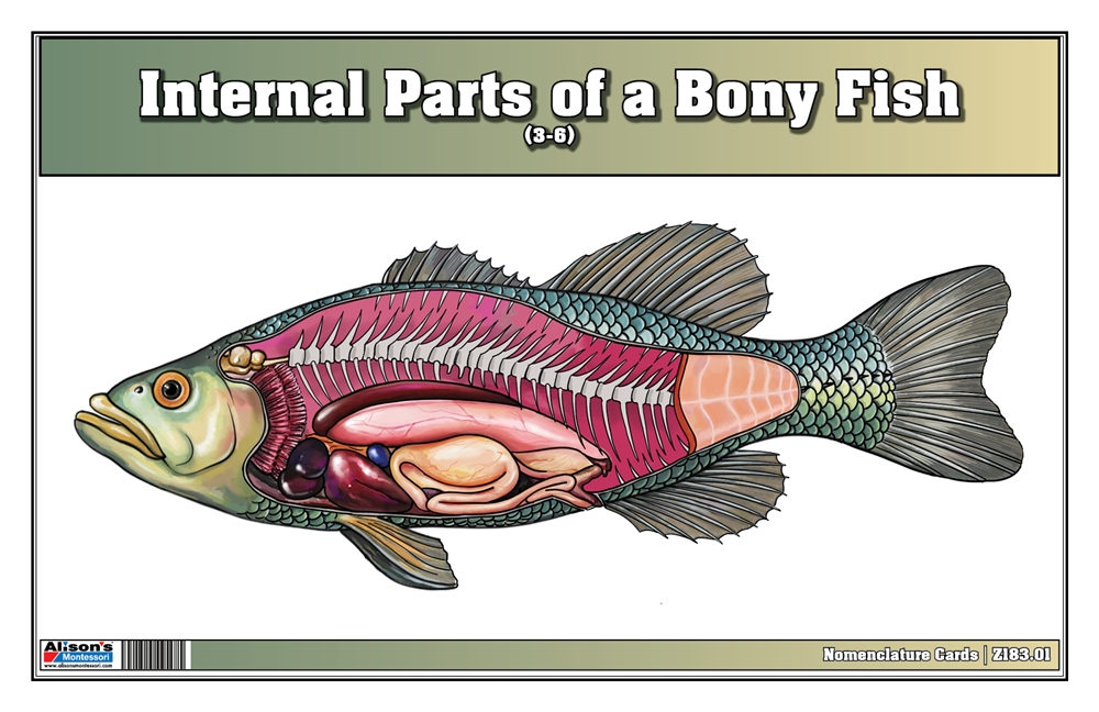 Internal Parts of a Bony Fish Nomenclature Cards (3-6) (Printed) 