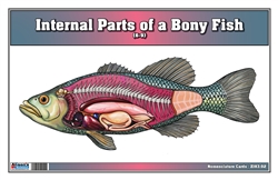  Internal Parts of a Bony Fish Nomenclature Cards (6-9) (Printed)