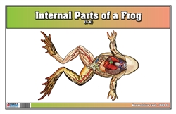  Internal Parts of a Frog Nomenclature Cards (3-6) (Printed)