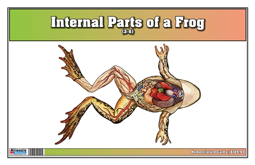 Internal Parts of a Frog Nomenclature Cards (3-6) (Printed)