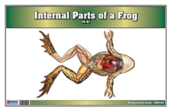  Internal Parts of a Frog Nomenclature Cards (6-9) (Printed)