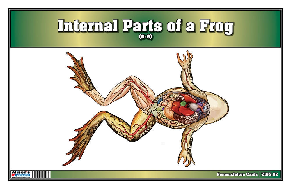  Internal Parts of a Frog Nomenclature Cards (6-9) (Printed)