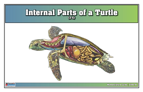 Internal Parts of a Turtle Nomenclature Cards 3-6) (Printed)