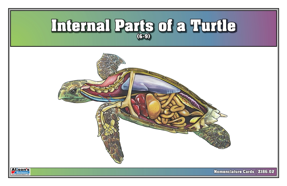 Internal Parts of a Turtle Nomenclature Cards (6-9) (Printed) 