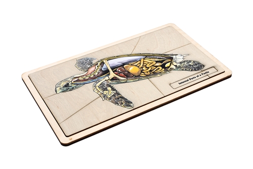Internal Parts of a Turtle Puzzle with Nomenclature Cards (6-9) (Printed)