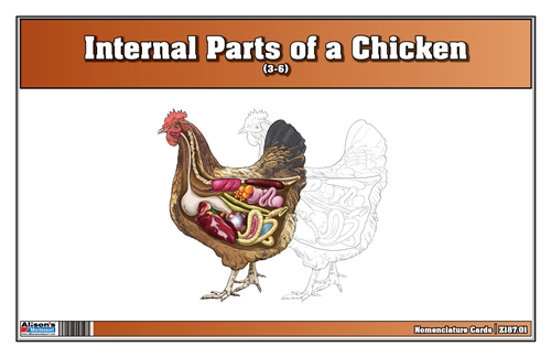 Internal Parts of a Chicken Nomenclature Cards (3-6) (Printed)