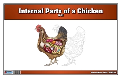  Internal Parts of a Chicken Nomenclature Cards (6-9) (Printed)