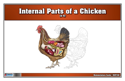 Internal Parts of a Chicken Nomenclature Cards (6-9) (Printed)