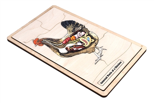 Internal Parts of a Chicken Puzzle with Nomenclature Cards (6-9) (Printed)