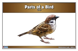Parts of a Bird Nomenclature Cards (3-6) (Printed)