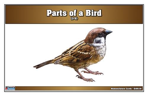 Parts of a Birds Nomenclature Cards (3-6) Printed