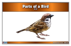 Parts of a Birds Nomenclature Cards (6-9) Printed Elementary