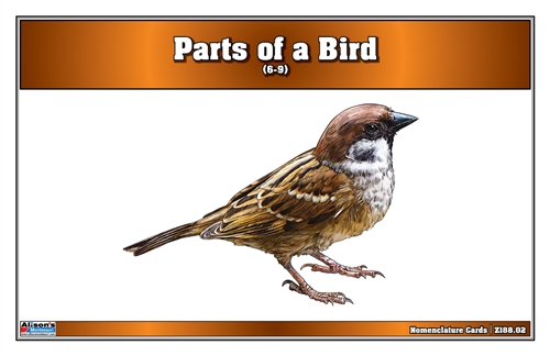 Parts of a Birds Nomenclature Cards (6-9) Printed Elementary