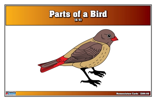Parts of a Bird Nomenclature Cards (6-9) (Printed) (Clearance)