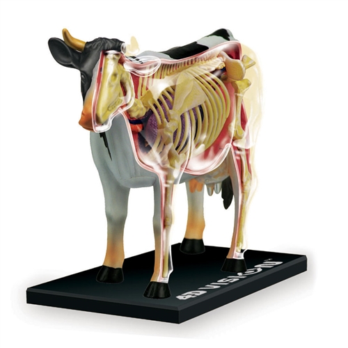 4D Vision Cow Anatomy Model