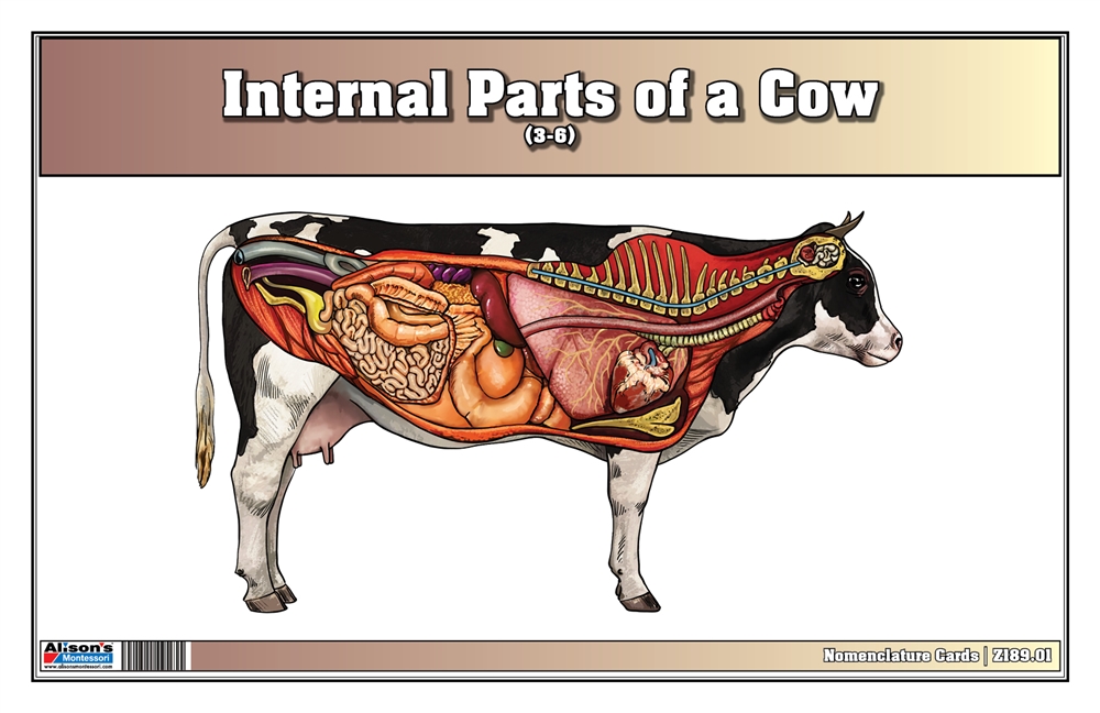 Internal Parts of a Cow Nomenclature Cards (3-6) (Printed) 