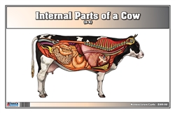  Internal Parts of a Cow Nomenclature Cards (6-9) (Printed)
