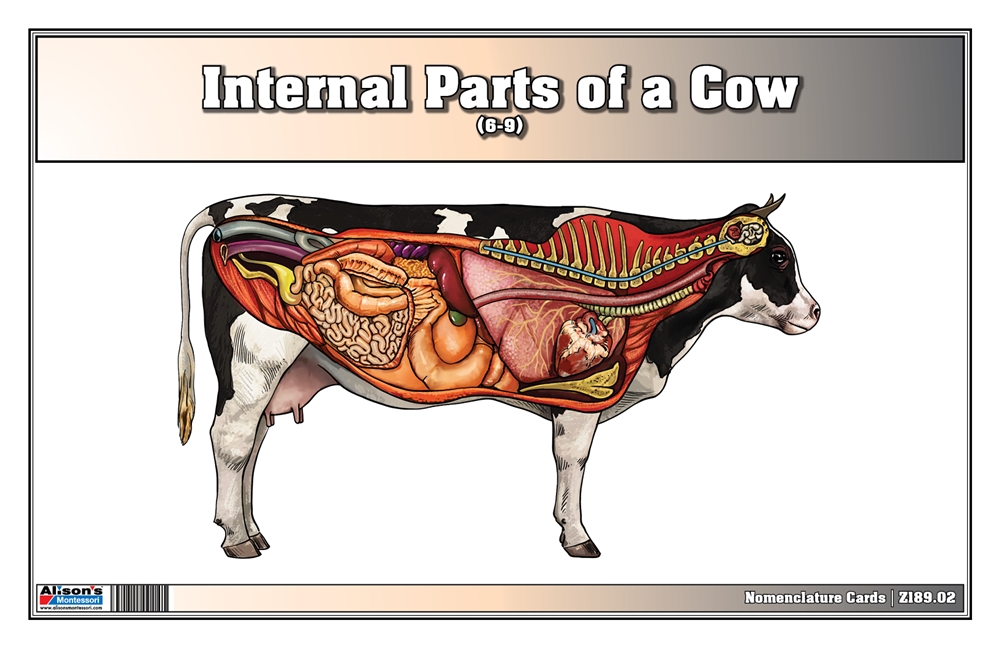  Internal Parts of a Cow Nomenclature Cards (6-9) (Printed)