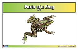 Parts of a Frog Nomenclature Cards (3-6) (Printed)