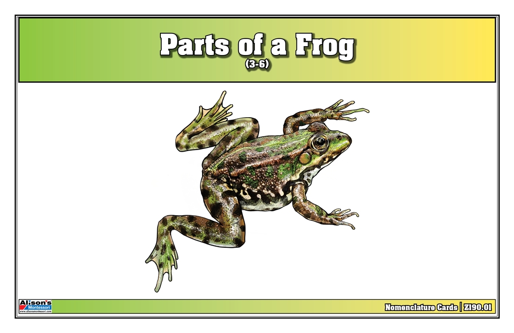 Parts of a Frog Nomenclature Cards (3-6) (Printed) 