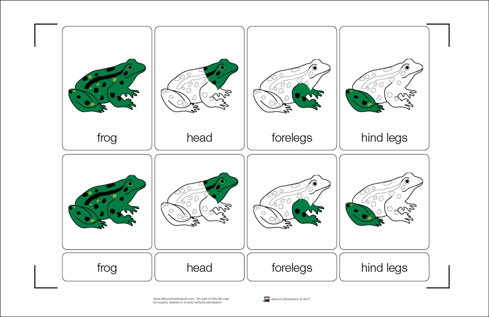 montessori-materials-parts-of-a-frog-nomenclature-cards-3-6-printed