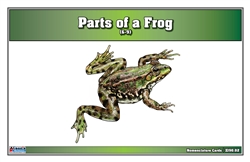 Parts of a Frog Nomenclature Cards (6-9) (Printed)