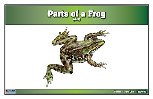 Parts of a Frog Nomenclature Cards (6-9) Printed
