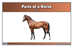Parts of a Horse Nomenclature Cards (3-6) (Printed)