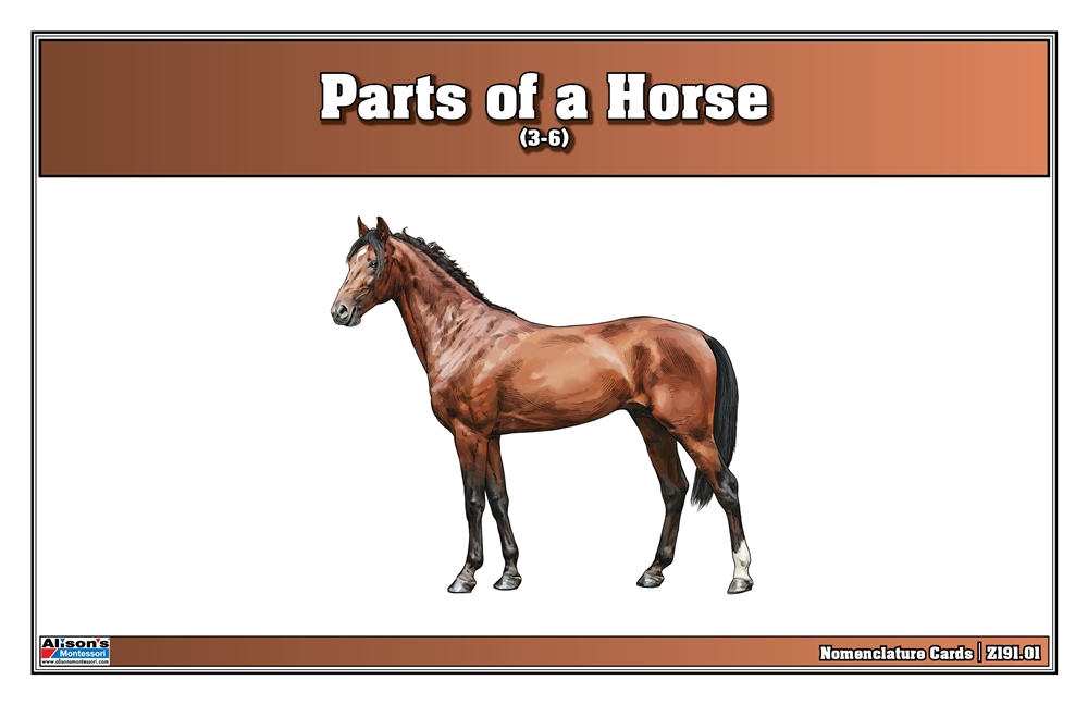  Parts of a Horse Nomenclature Cards (3-6) (Printed)