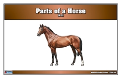 Parts of a Horse Nomenclature Cards (6-9) Printed