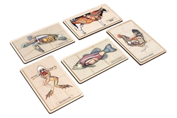 Internal Parts of the Vertebrate Puzzles - Set of Five