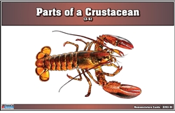 Parts of a Crustacean Puzzle Nomenclature Cards (3-6) (Printed)