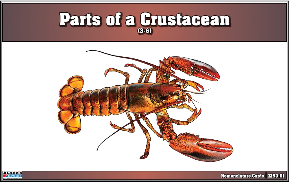  Parts of a Crustacean Nomenclature Cards (3-6) (Printed)