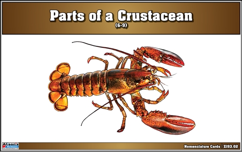 Parts of a Crustacean Puzzle Nomenclature Cards (6-9) (Printed)