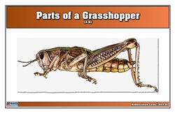 Parts of a Grasshopper Nomenclature Cards (3-6) (Printed)