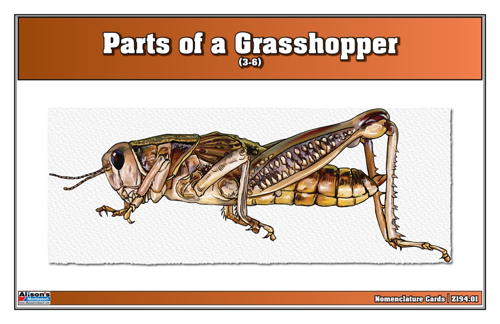  Parts of a Grasshopper Nomenclature Cards (3-6) (Printed)