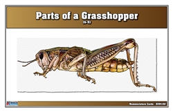 Parts of a Grasshopper Nomenclature Cards (6-9) (Printed)