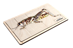 Parts of a Grasshopper Puzzle with Nomenclature Cards (3-6) (Printed)