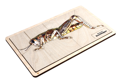 Parts of a Grasshopper Puzzle with Nomenclature Cards (6-9) (Printed)