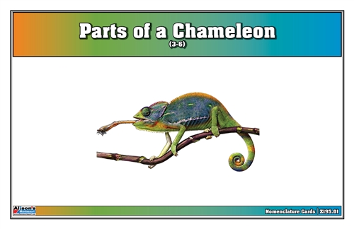 Parts of a Chameleon Nomenclature Cards (3-6) (Printed)