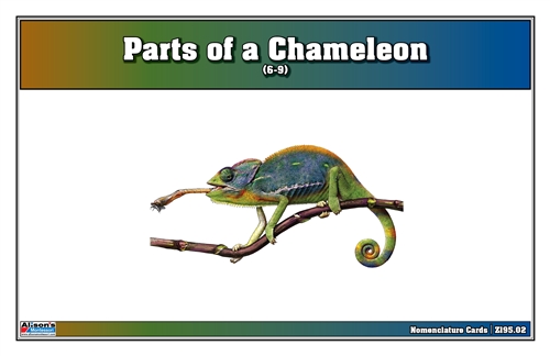 Parts of a Chameleon Nomenclature Cards (6-9) (Printed)