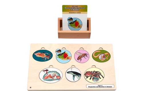 Types of Animal Respiratory and Excretory Organs Puzzle