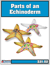 Parts of an Echinoderm (Starfish) - Printed