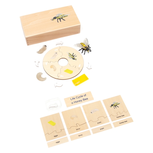 Montessori Materials: Life Cycle Set of a Honey Bee