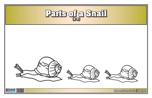 Parts of a Mollusk (snail) - printed