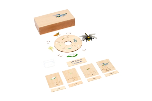 Montessori Materials: Life Cycle Set of a Dragonfly
