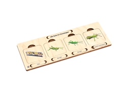 Life Cycle of an Grasshopper Puzzle